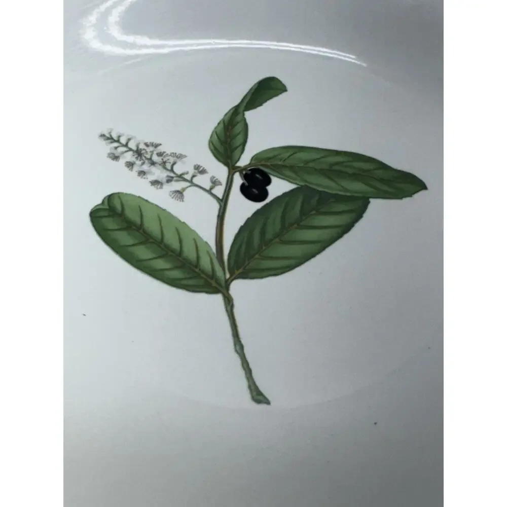 La Primula White Olive Branch Salad Luncheon 8in Plate Made In Italy Lot of 5
